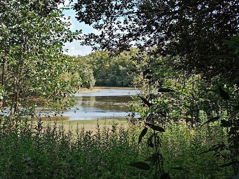 Llyn Parc Mawr Community Woodland - Image 2