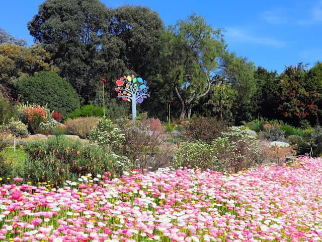 Australian Botanic Garden Mount Annan - Image 2