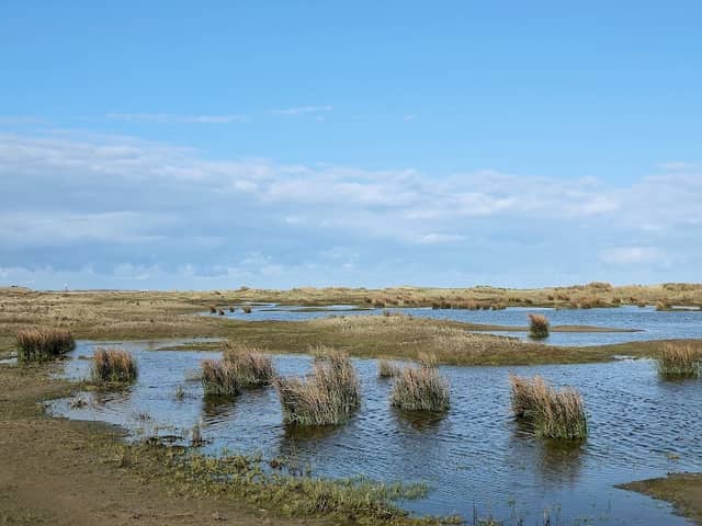 Duinen van Goeree - Image 3