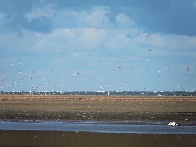 Duinen van Goeree - Image 1
