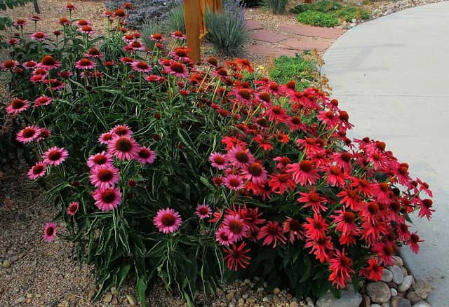 Shadow Grass Demonstration Garden - Image 1