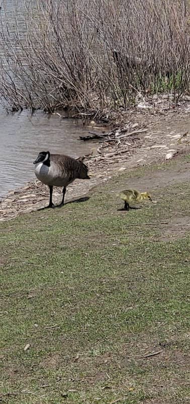 Marden Park - Image 1