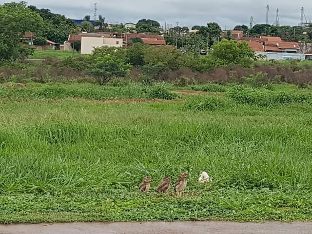 Parque - Image 1