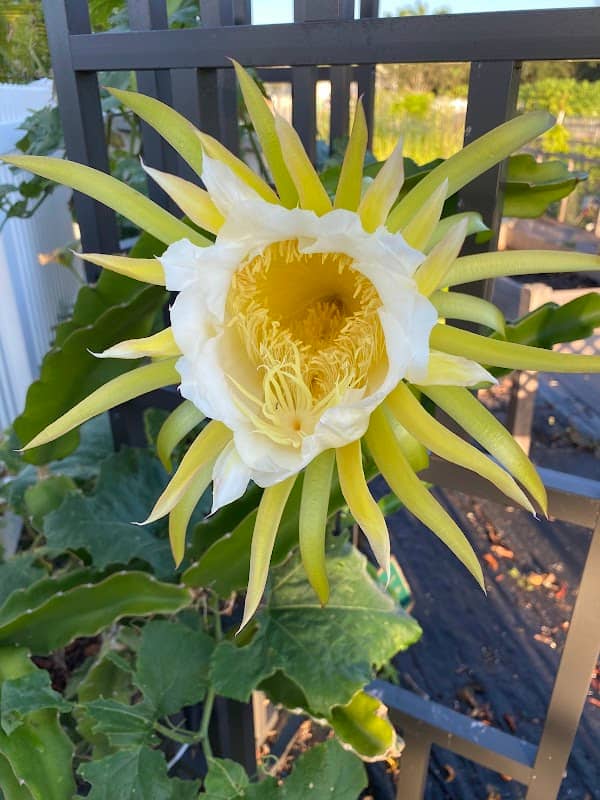 Abacoa Community garden - Image 1