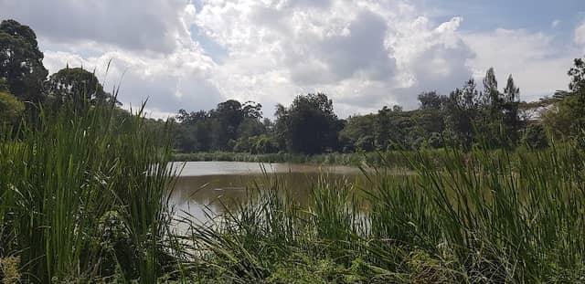 Jamhuri Park Dam - Image 2
