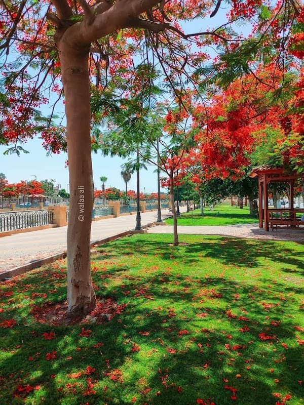 Al Shark Square ميدان الشرق - Image 1