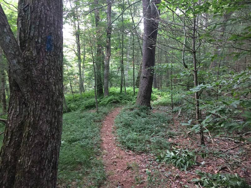 Quinebaug River Wildlife Management Area - Image 1