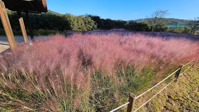 Pink Muhly Stream Ecological Park - Image 1