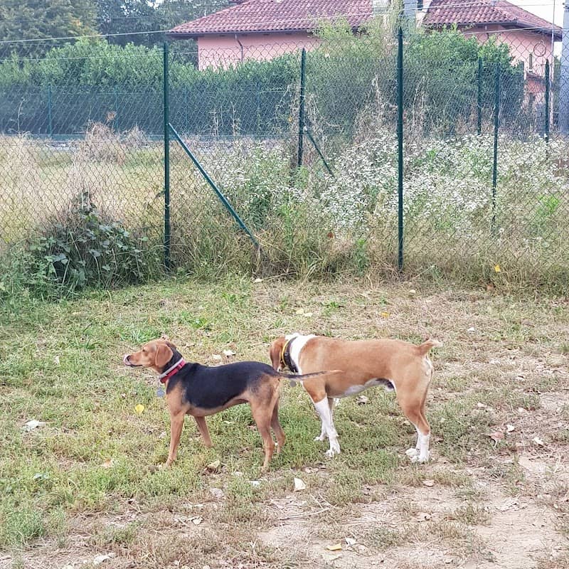 Sgambamento Cani - Image 1