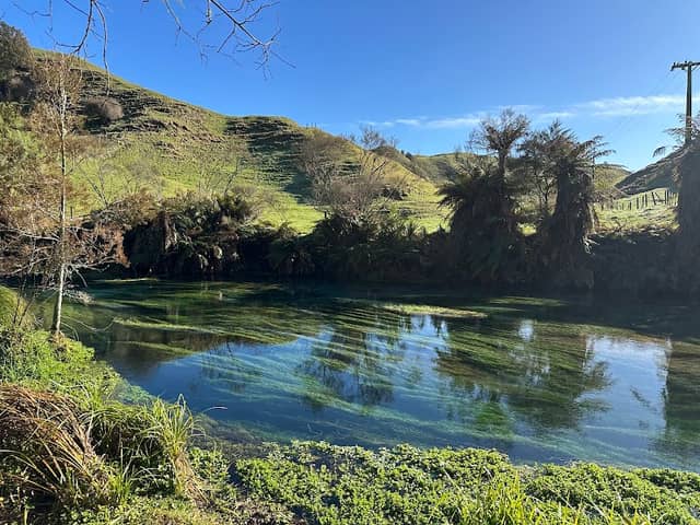 Te Waihou Blue Spring - Image 1