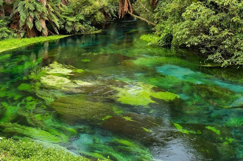Te Waihou Blue Spring - Image 2