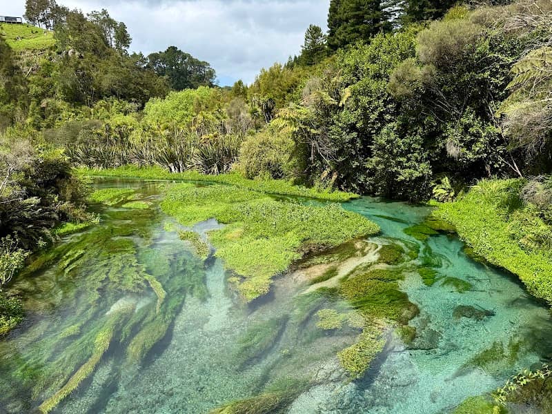 Te Waihou Blue Spring - Image 3