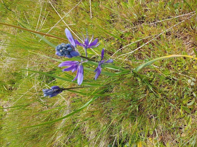 Kingston Prairie Reserve - Image 1