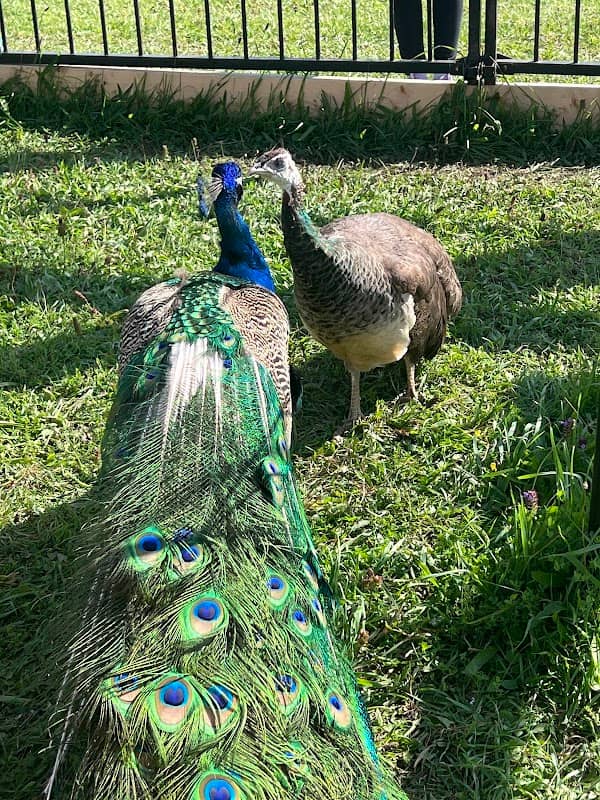 Harmany Acres Petting Farm - Image 2