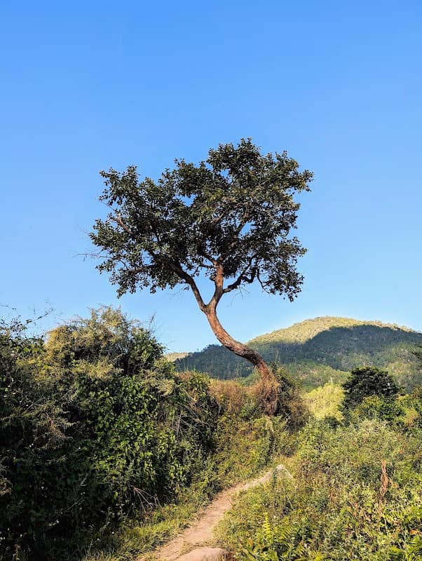 Lone Tree - Image 1