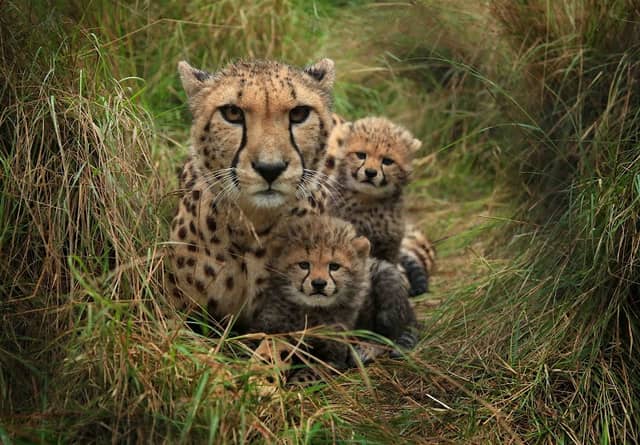 Wild Cat Conservation Centre - Image 1