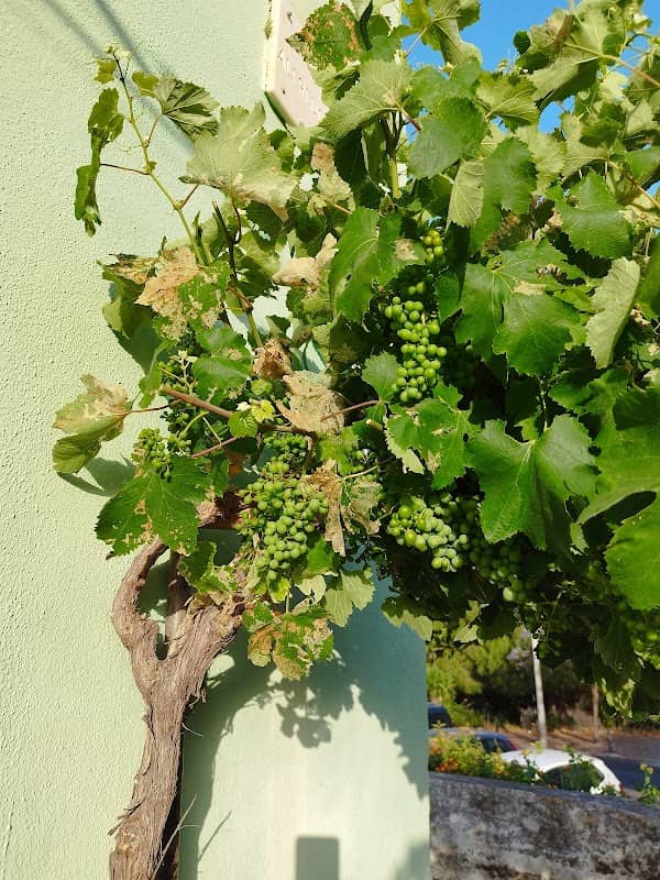 Vinhas do Barreiro - Image 2