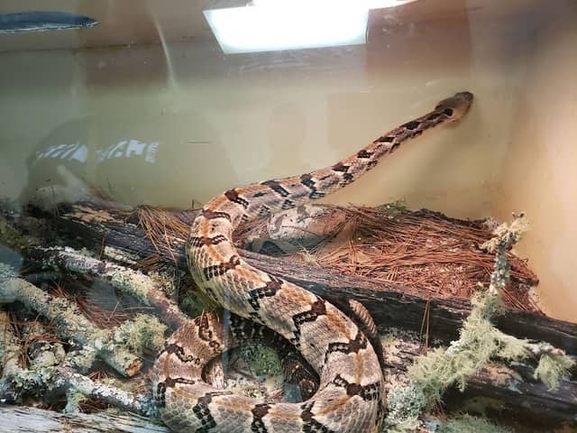 Evans County Wildlife Club / Rattlesnake & Wildlife Festival - Image 1