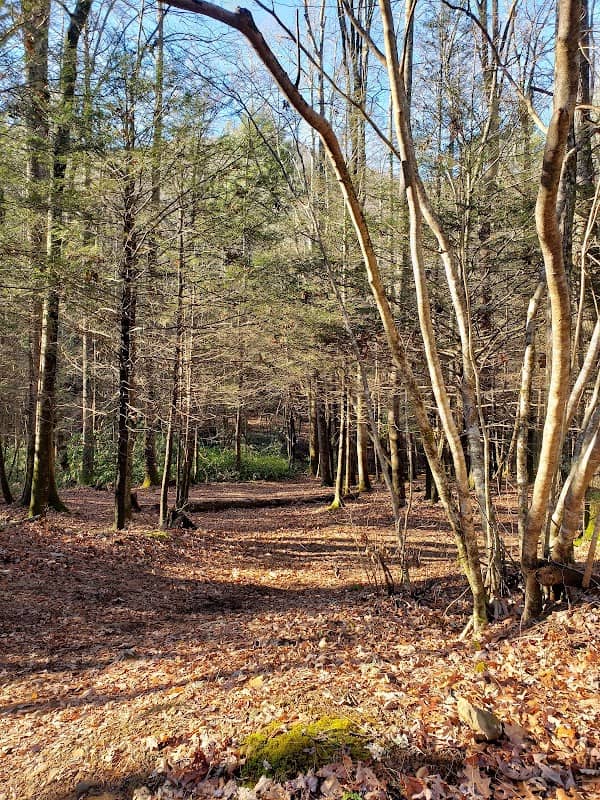 Rich Mountain Wilderness - Image 1