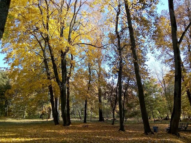 Staryy Park - Image 1