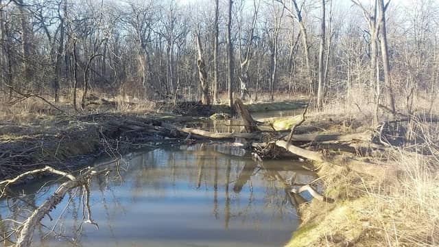 Sauk Trail Woods - Image 2