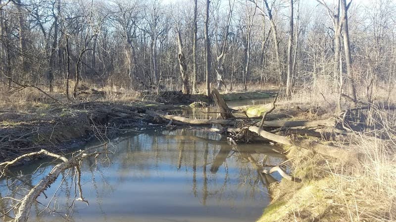 Sauk Trail Woods - Image 2