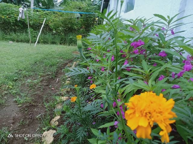 Madadag purok 3 - Image 1