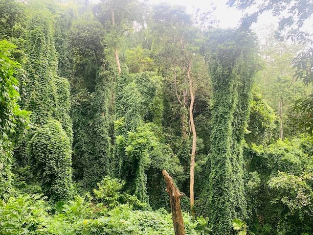 Dunumadalawa Forest Reserve - Image 2