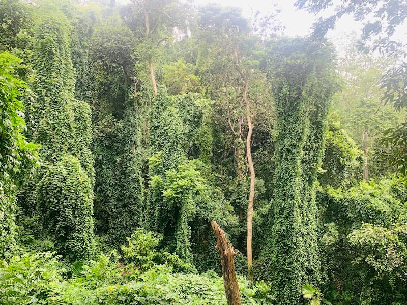 Dunumadalawa Forest Reserve - Image 2