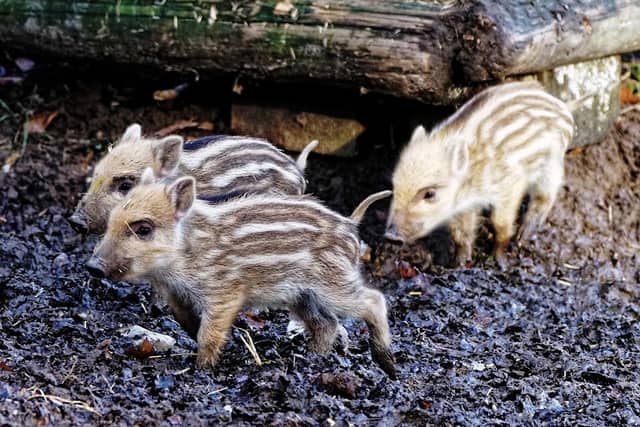 Wildschwein-Anlage - Image 1