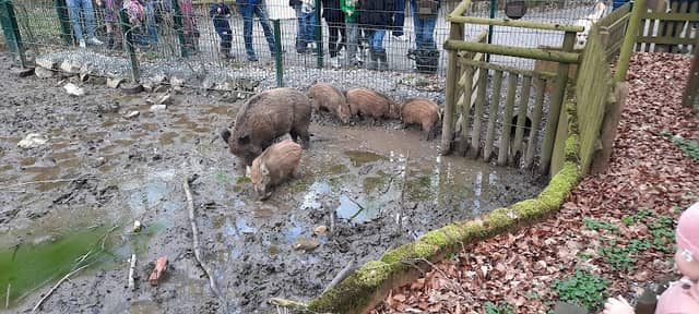 Wildschwein-Anlage - Image 2
