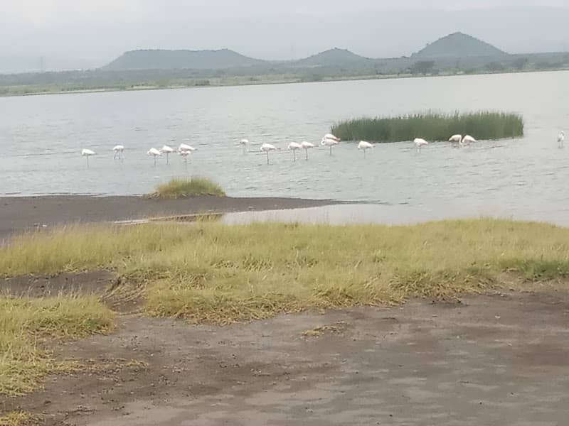 Lake Elementaita Wildlife Sancturary - Image 1