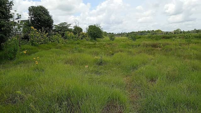 Vajpayee Layout Lake - Image 1