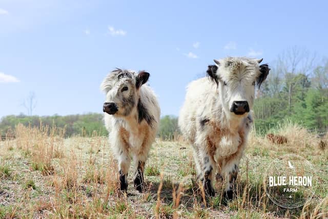 Blue Heron Farm - Mini Highland Cow Tour Experiences - Image 1
