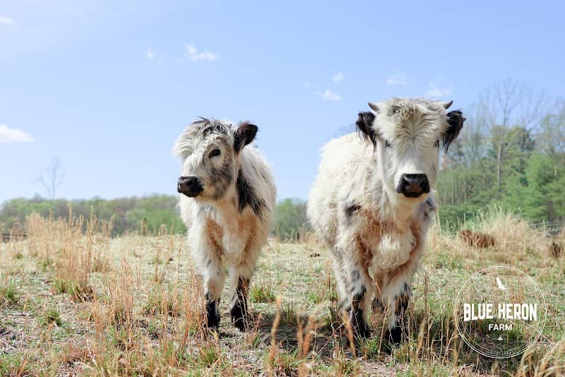 Blue Heron Farm - Mini Highland Cow Tour Experiences - Image 1