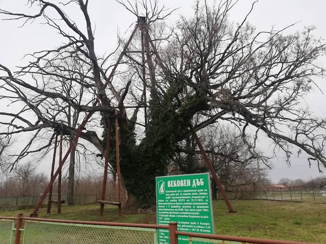 The Granit Oak - Image 2