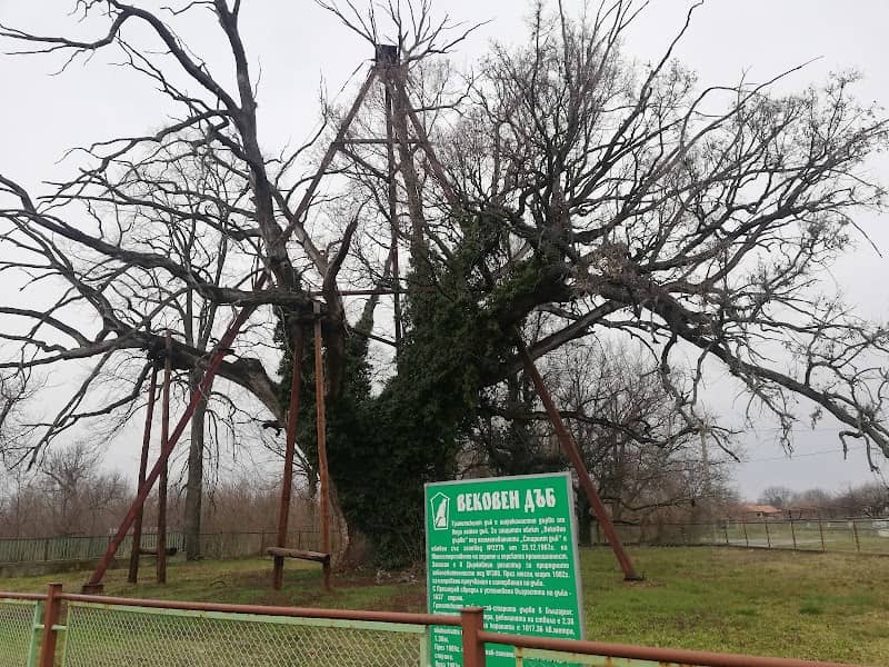 The Granit Oak - Image 2