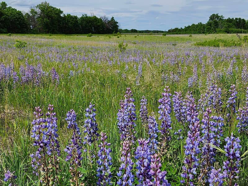 Sherburne National Wildlife Refuge - Image 1