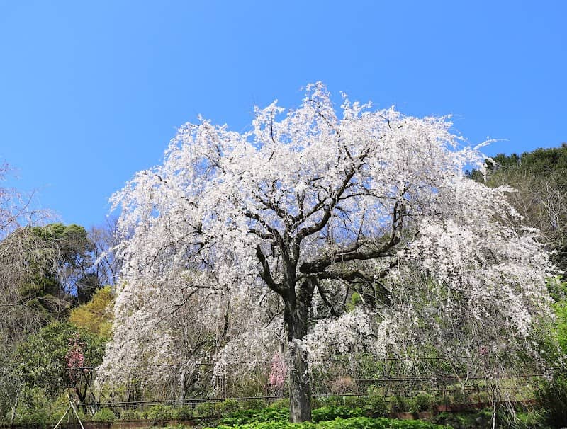長興山紹太寺 しだれ桜 - Image 2