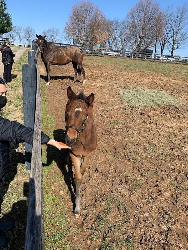 Mill Ridge Farm - Image 1