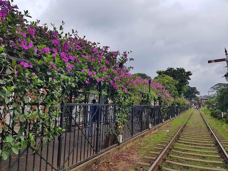 මල් වියන (Green Curve) - Image 2
