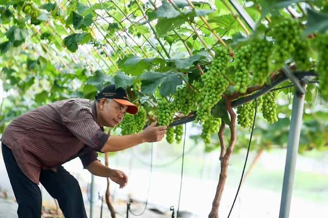 vườn nho sữa hàn quốc ông bột 1 - Image 1