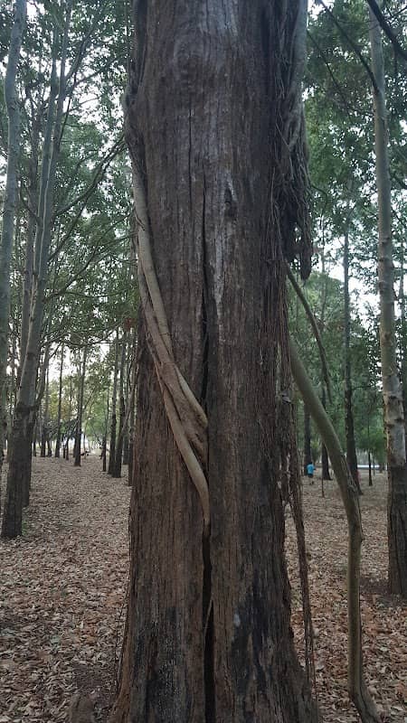 Bosquecito De Bosques - Image 2