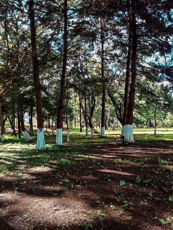 Bosquecito De Bosques - Image 1