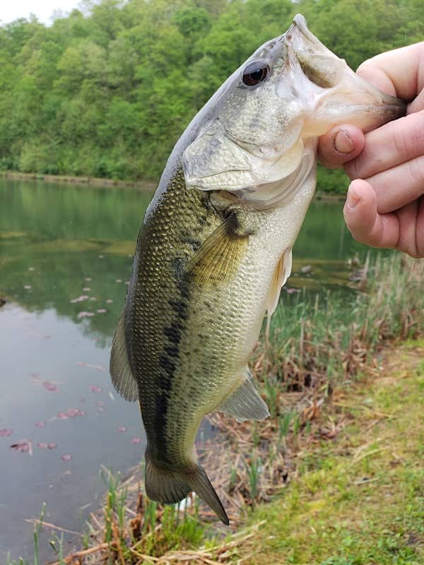 Rockhouse Lake Park - Image 2