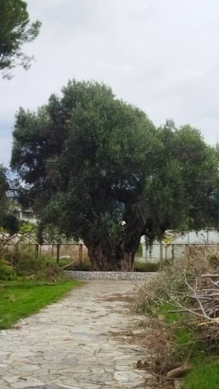 Mana elia (oldest olive tree) - Image 3