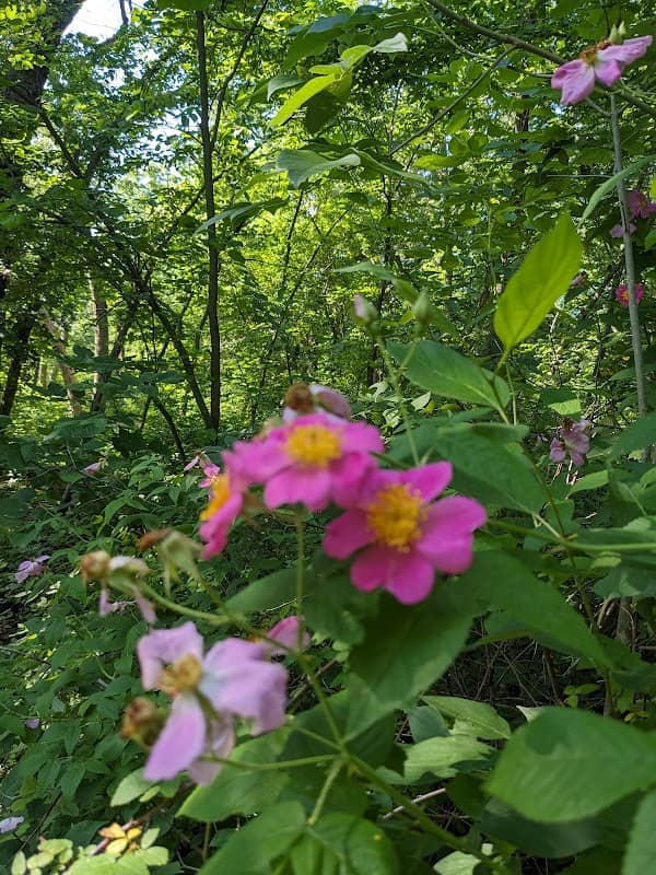 Blue Springs Lake Loop Trailhead - Image 2