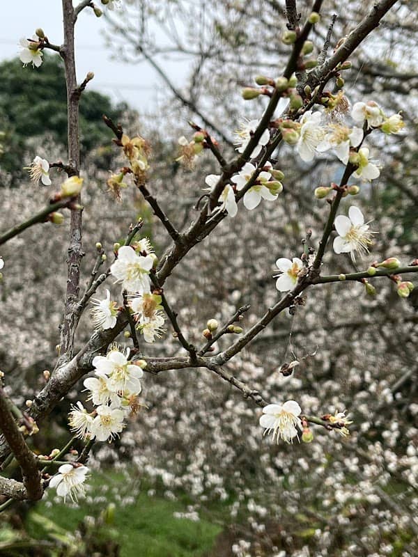 福來百年老梅園(臺南市楠西區) - Image 1