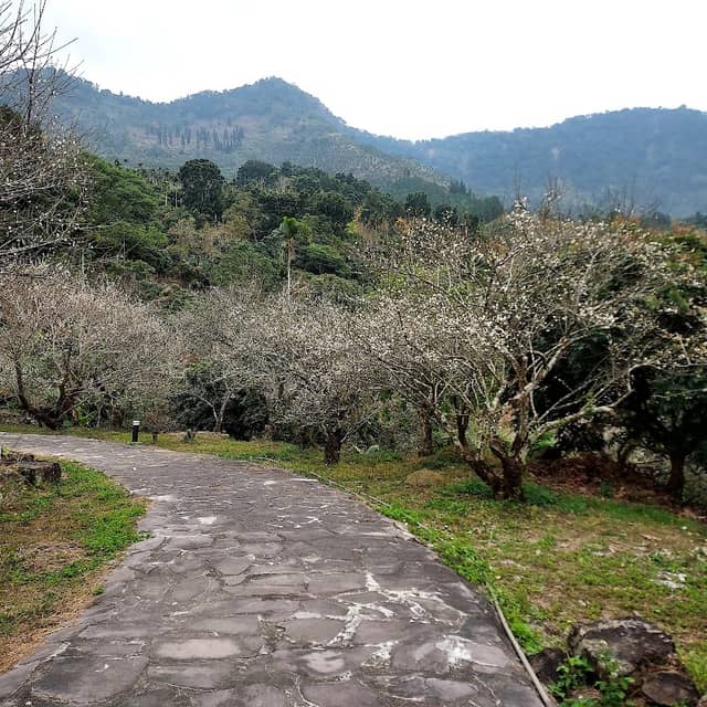 福來百年老梅園(臺南市楠西區) - Image 2