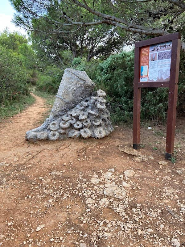 Ammonite Sculpture - Image 1